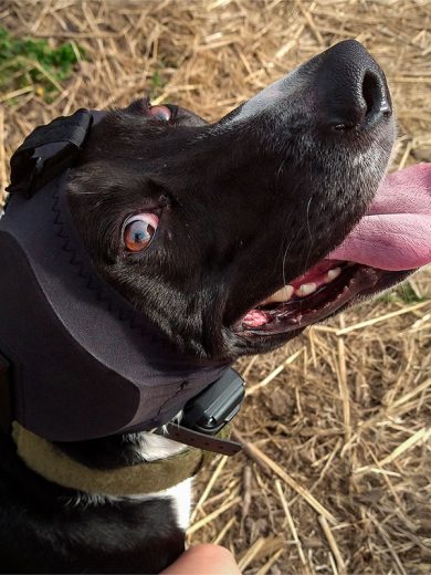 Perro usando protector auditivo para perros viendo a su dueño.