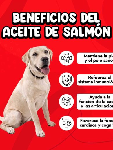 Beneficios del aceite de salmón para perros
