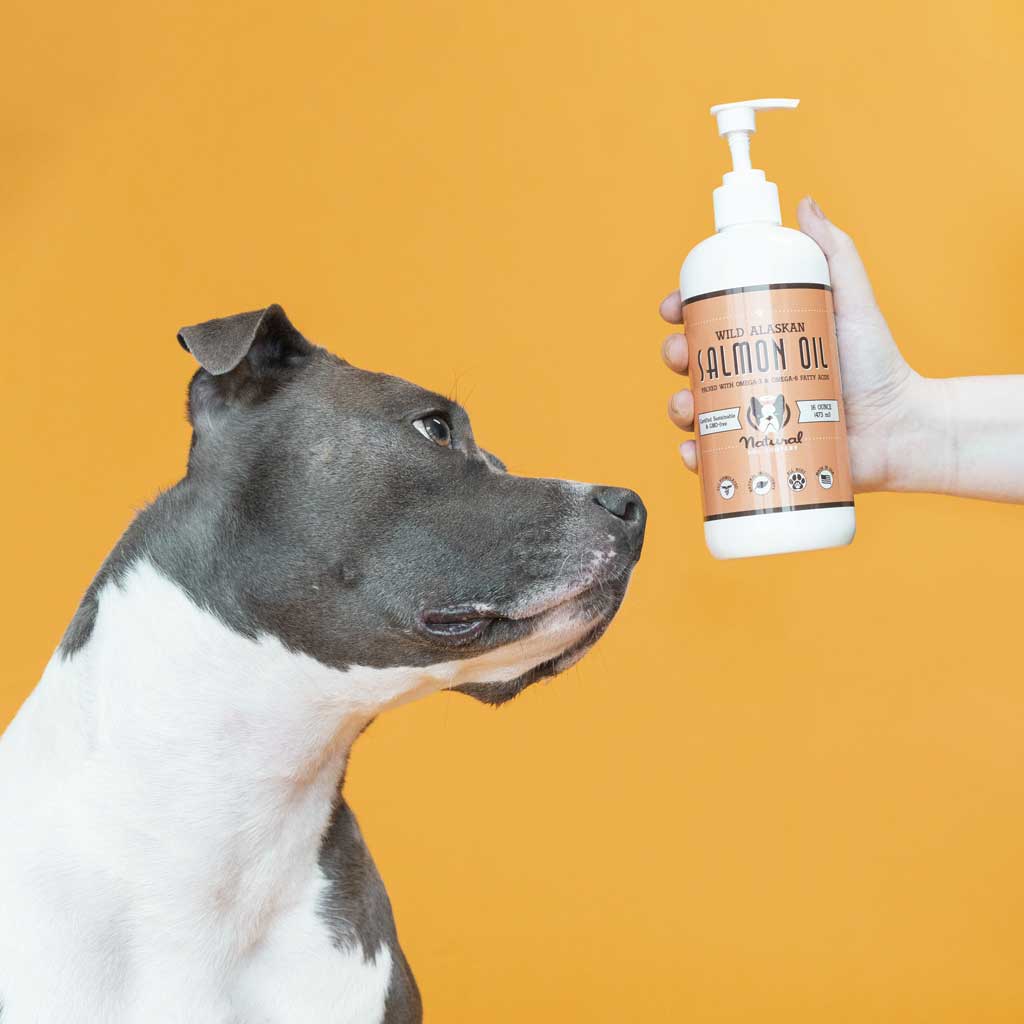 Pitbull viendo un aceite de salmón de la línea de productos para la salud & bienestar de tu perro