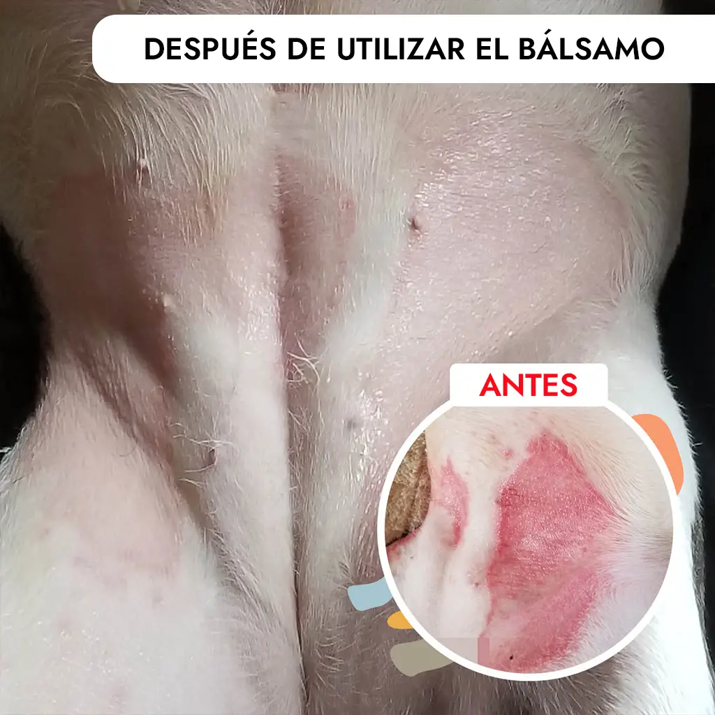 Balsamo para la piel resultados Resultados al usar el bálsamo para la piel de perros