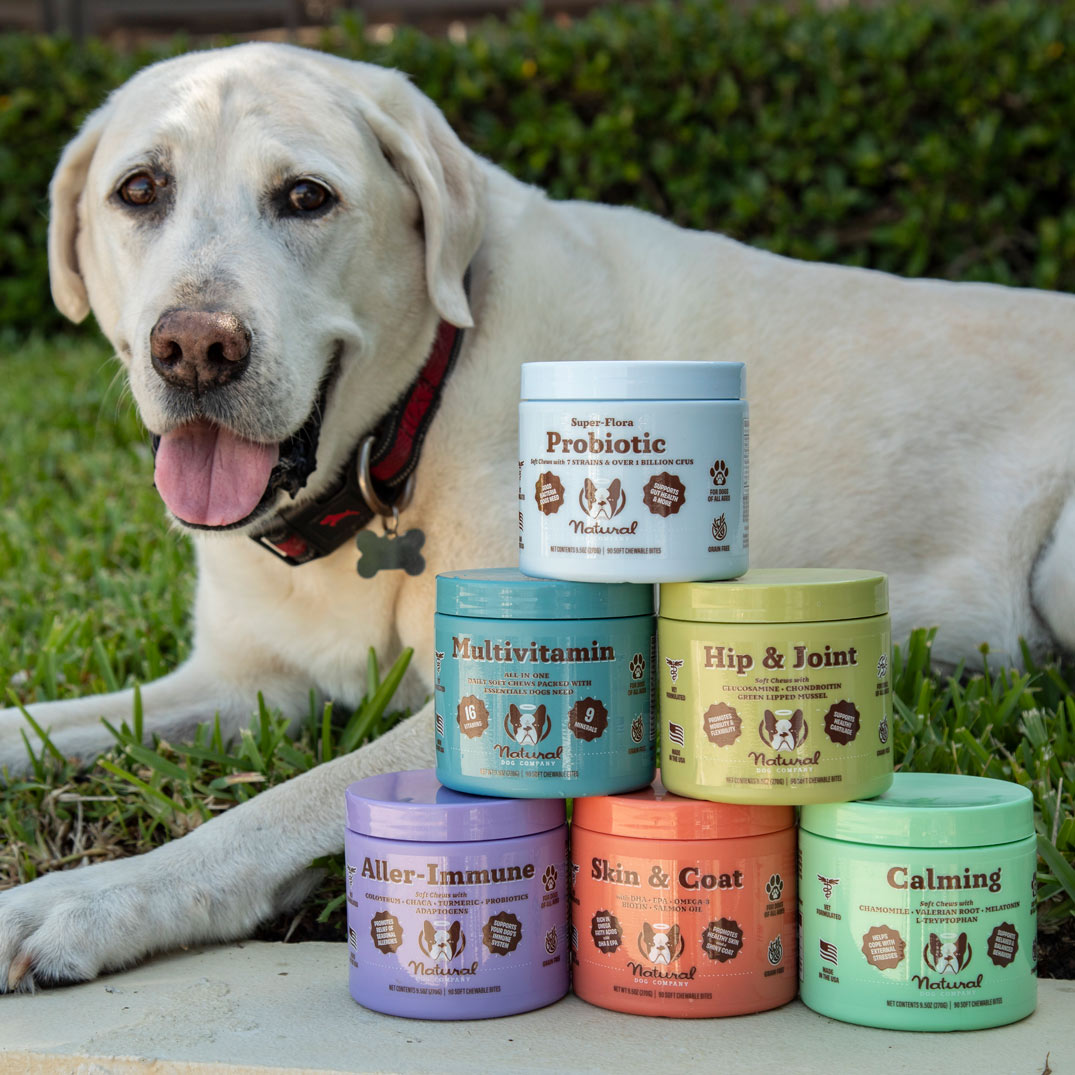 Labrador acompañado de los productos para perro vendidos en la tienda para mascotas Dogytoon.