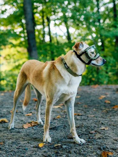 Perro usando las Gafas rex specs y collar rex specs color coyote vendida en Dogytoon