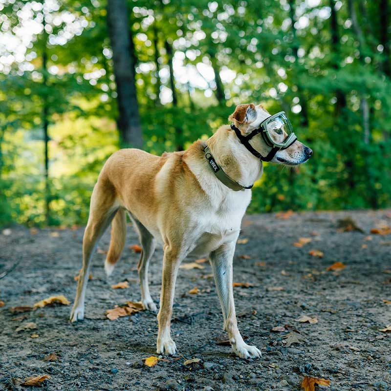 Collar_Correa_Rex_Specs_Coyote_Mediano_1 Perro usando las Gafas rex specs y collar rex specs color coyote vendida en Dogytoon