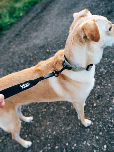 Collar_Correa_Rex_Specs_Coyote_Mediano_2 collar y correa para perros medianos de la marca rex specs color coyote vendida en Dogytoon