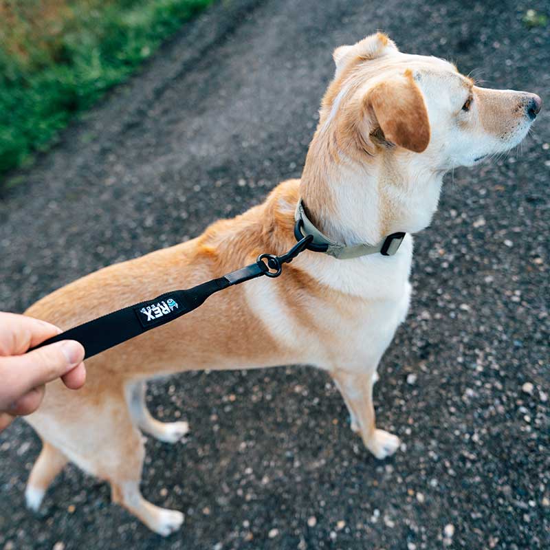 Collar_Correa_Rex_Specs_Coyote_Mediano_2 collar y correa para perros medianos de la marca rex specs color coyote vendida en Dogytoon