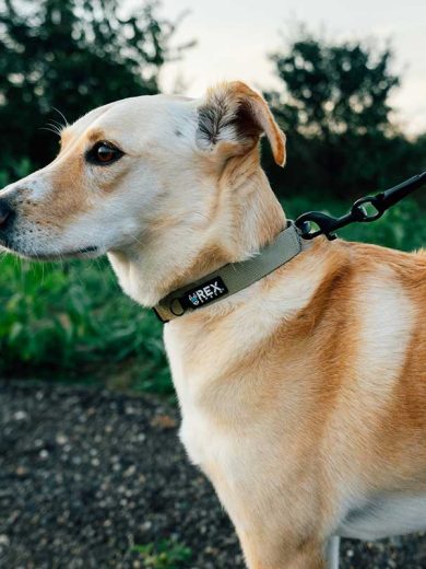 Collar_Correa_Rex_Specs_Coyote_Mediano_3 correa para perros medianos de la marca rex specs color coyote