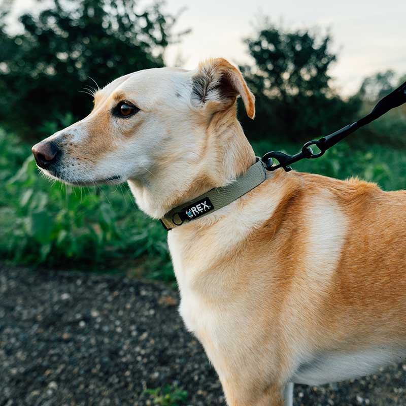 Collar_Correa_Rex_Specs_Coyote_Mediano_3 correa para perros medianos de la marca rex specs color coyote