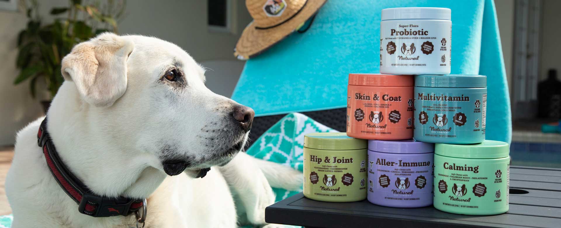 Un perro viendo los suplementos de la línea de salud & bienestar de dogytoon.