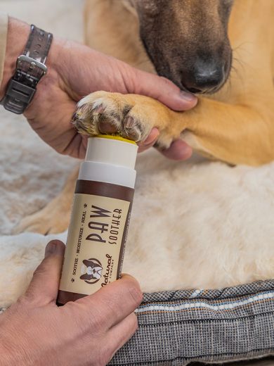 El bálsamo curativo para las patas de tu perro siendo aplicado en la pata de un perro vendido en dogytoon.