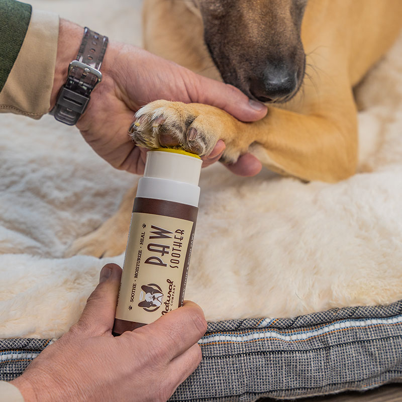 balsamo_curador_para_almohadillas_usos El bálsamo curativo para las patas de tu perro siendo aplicado en la pata de un perro vendido en dogytoon.